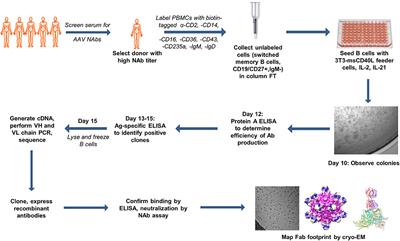 Isolating Human Monoclonal Antibodies Against Adeno-Associated Virus From Donors With Pre-existing Immunity